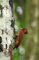Cinnamon Woodpicker (Rotkehl-Specht) - laut Guide selten zu sehen